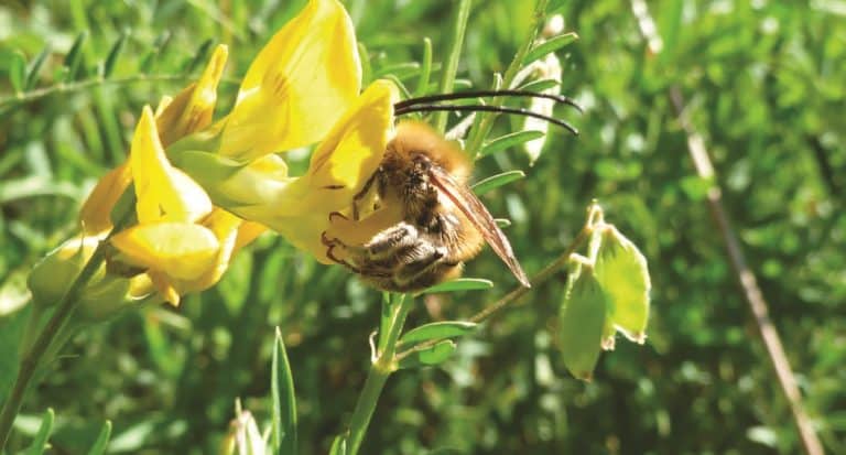 Abeilles - sauvage - milieu prairie