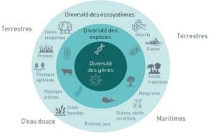Les trois échelles de la biodiversité