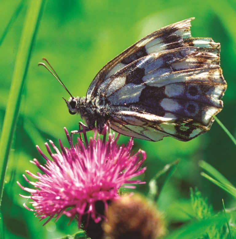 Papillon demi-deuil