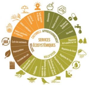 Services écosystémiques - Source WWF 2016