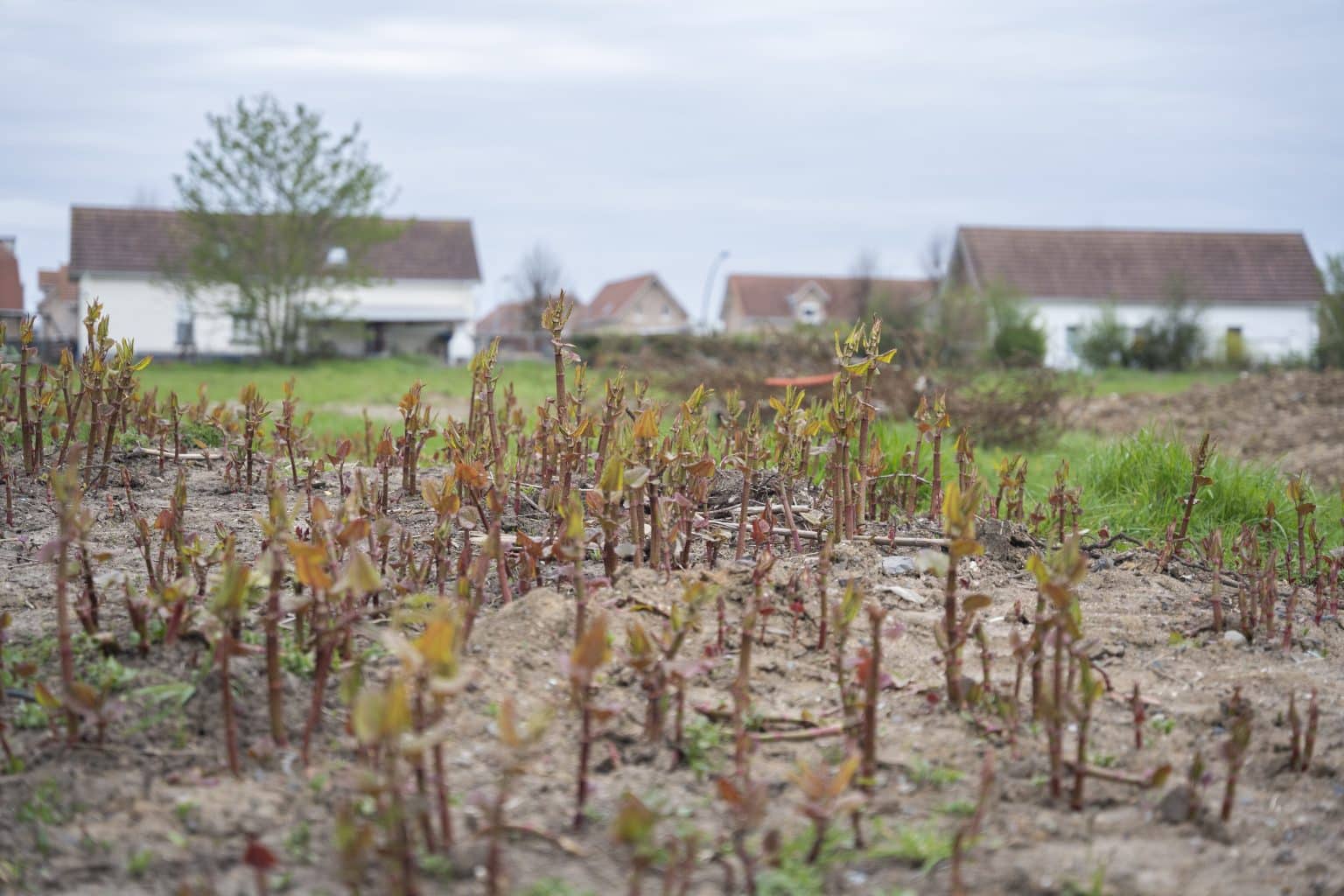 Renouée du Japon sur le site de Grenay, avant intervention