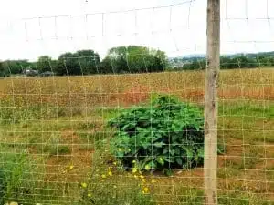 Boissy-L'Aillerie - Délimitation zone avant traitement de la Renouée du Japon
