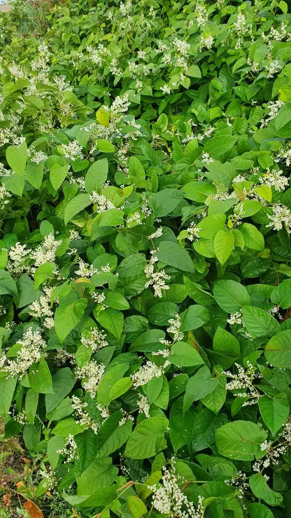 Japanese Knotweed