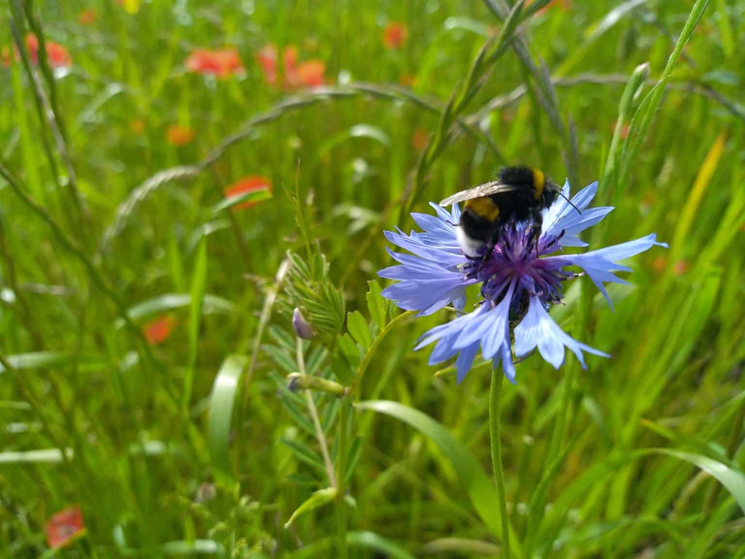 Mai 2024, site Loison-sous-Lens - aménagement - May 2024, Loison-sous-Lens site - landscaping