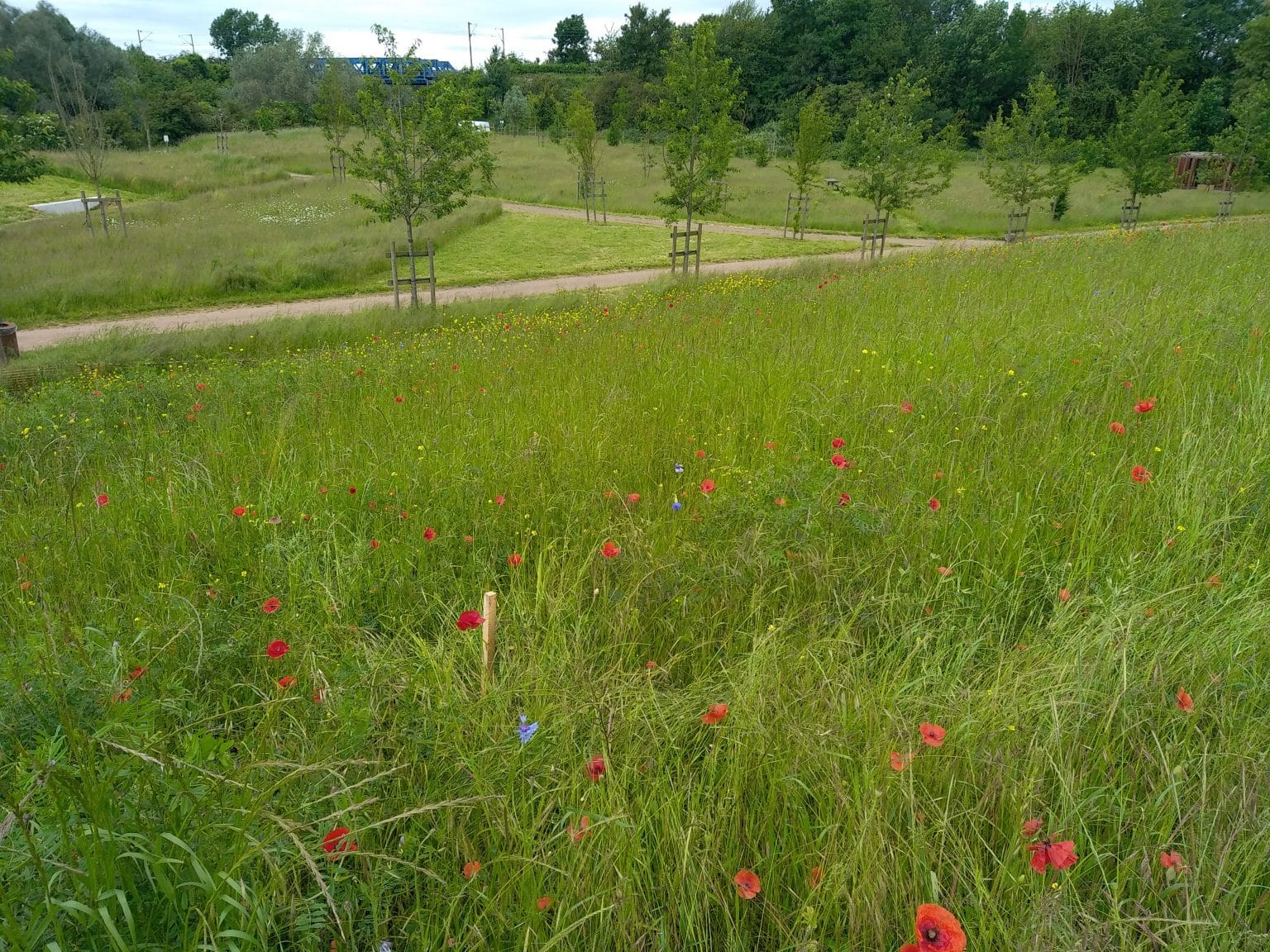 Mai 2024, site Loison-sous-Lens - aménagement - May 2024, Loison-sous-Lens site - landscaping