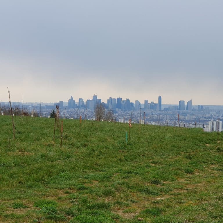 Cormeilles-en-Parisis - Plantations