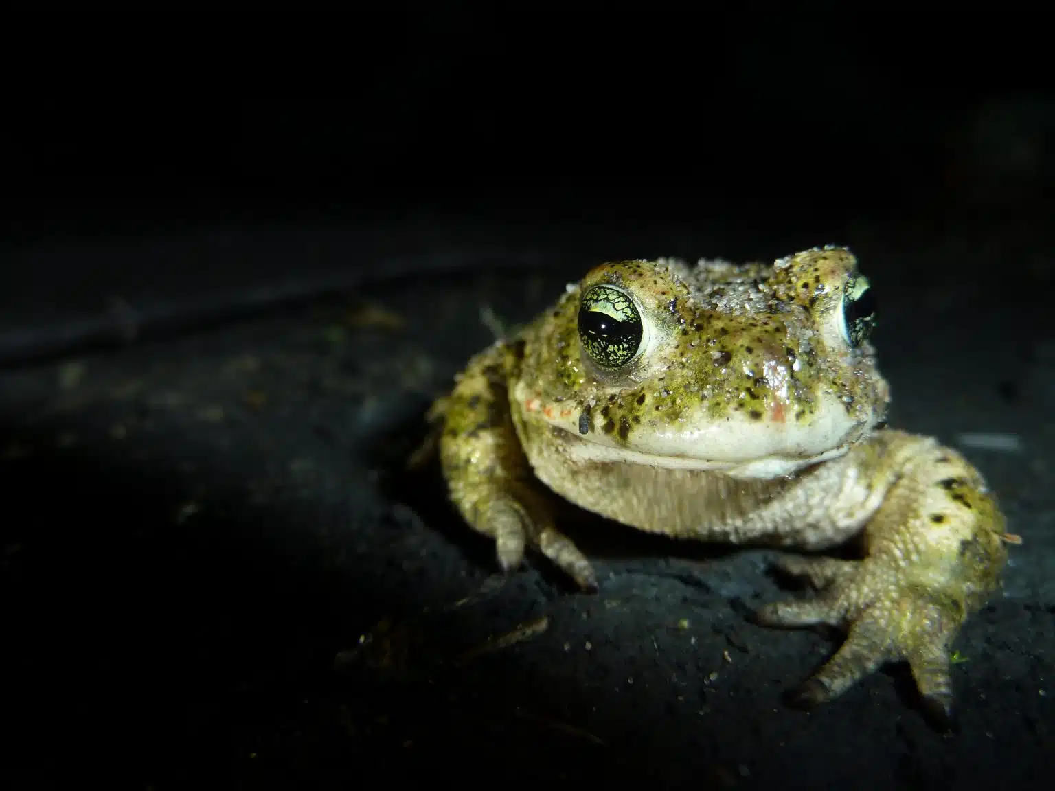 Crapaud calamite