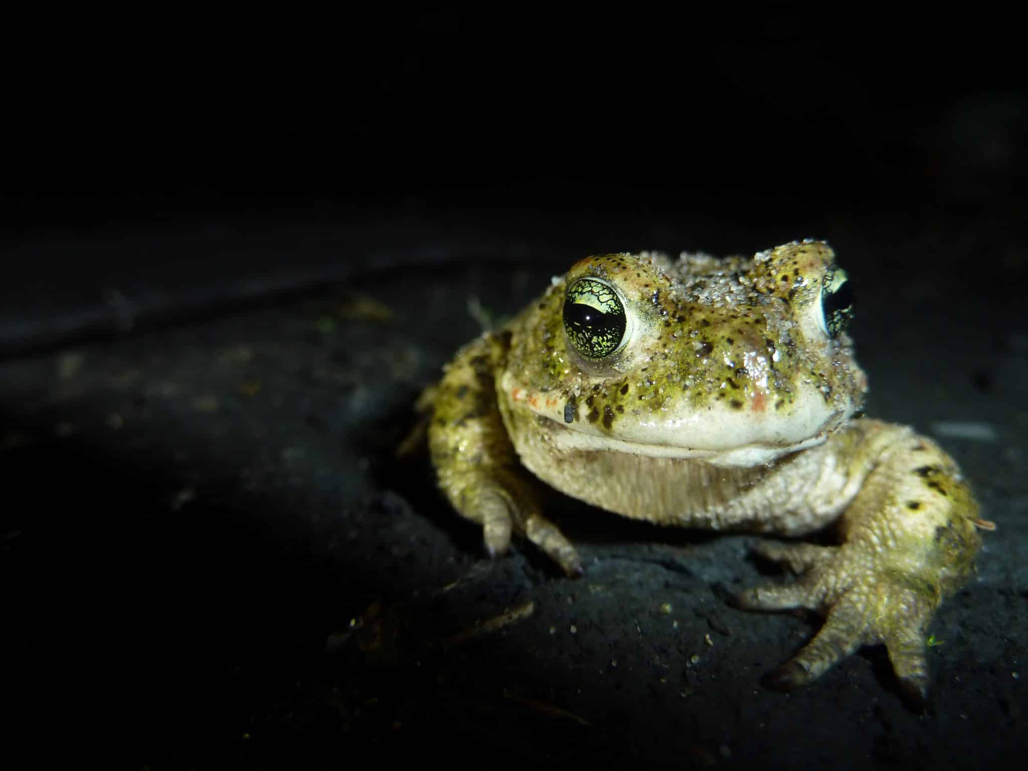 Crapaud calamite
